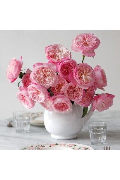 English rose Constance